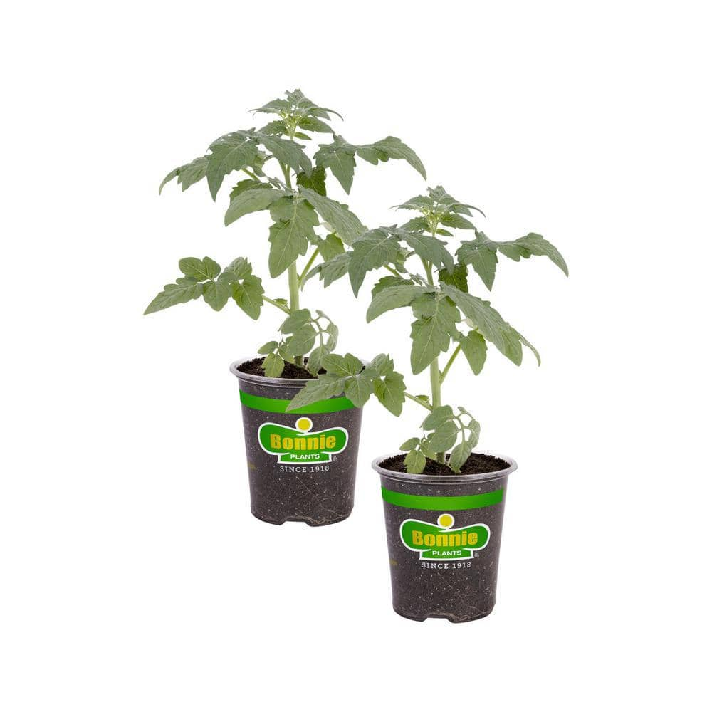 Bonnie Plants 19 Oz. Bonnie Original Tomato Plant (2-Pack) 202116 - The ...