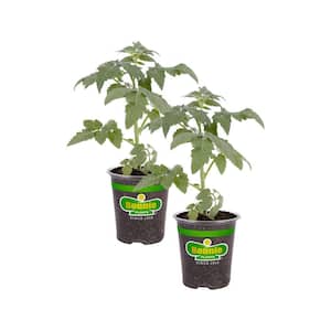 19 oz. Bonnie Original Tomato Plant (2-Pack)