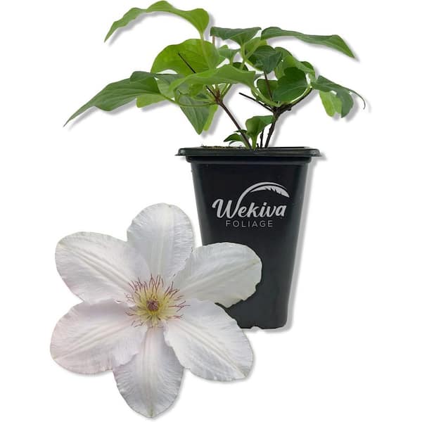 Clematis Guernsey Flute-4 Live Starter Plants in 2 in. Growers Pots-Starter Plants Ready for Garden