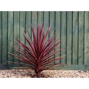 1 Gal. Cordyline Red Star Annual Live Plant (1-Pack)