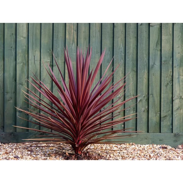 BELL NURSERY 1 Gal. Cordyline Red Star Annual Live Plant (1-Pack)
