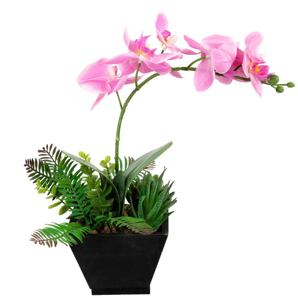 13" Potted White and Pink Orchid with Succulent Plants in Black Wooden Pot