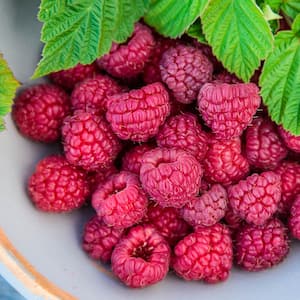 Nove Raspberry Rubus Live Bareroot Fruiting Plant (1-Pack)