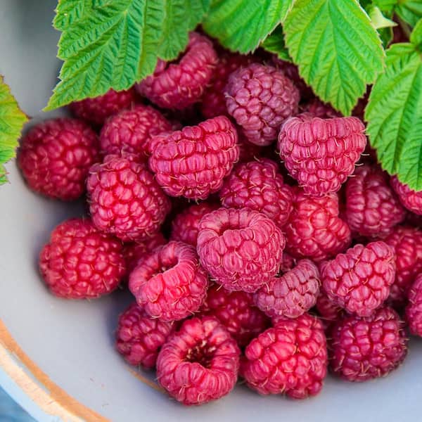 Gurney's Nove Raspberry Rubus Live Bareroot Fruiting Plant (1-Pack)