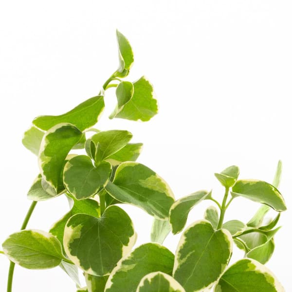 1 Pt. Vinca Major Ground Cover Plant