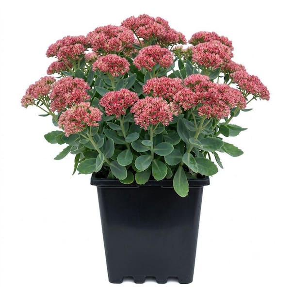 LANDSCAPE PERENNIAL SEDUM #3