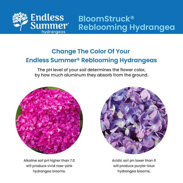 Endless Summer 2 Gal. BloomStruck Reblooming Hydrangea Flowering