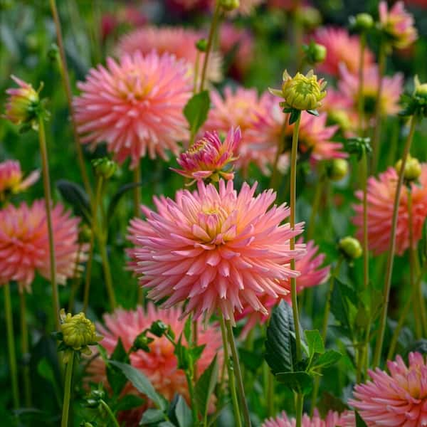 VAN ZYVERDEN Van Zyverden Dahlias Felida Solar Flare Set of 5