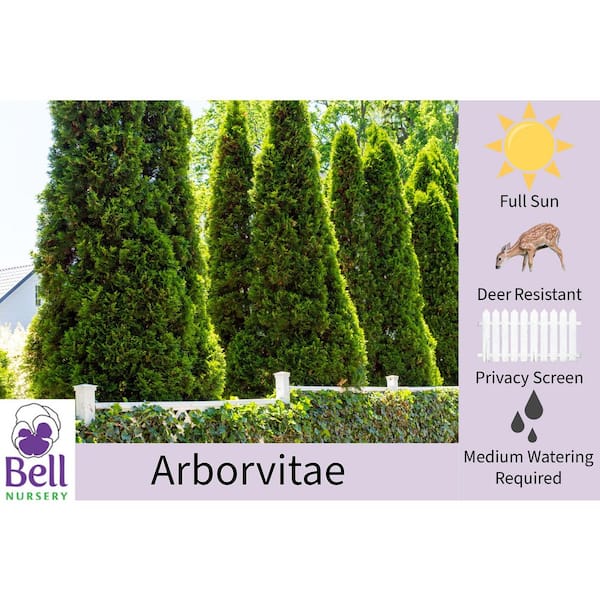 3 Gal. Green Giant Arborvitae (Thuja) Live Evergreen Shrub