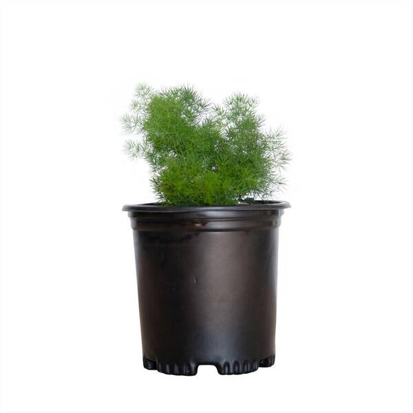 FLOWERWOOD 2.5 Qt. - Ming Fern Plant - Live Evergreen With Long Bushy Foliage