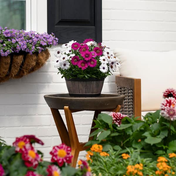 METROLINA GREENHOUSES 1 Gal. Osteospermum African Daisy Mix in Decorative  Barrel Planter Annual Plant (1-Pack) 79268 - The Home Depot