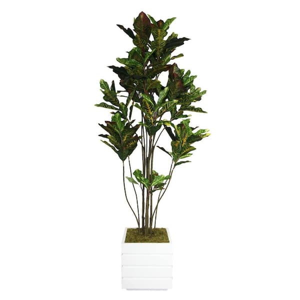 Laura Ashley 78 in. Tall Croton Tree with Multiple Trunks in 14 in. Fiberstone Planter