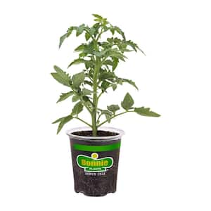 19 oz. German Queen Heirloom Tomato Plant