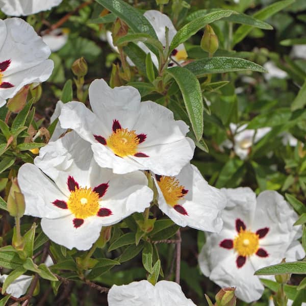 Alder & Oak #5 Container Crimson-Spot Rock Rose Shrub(2-Pack)