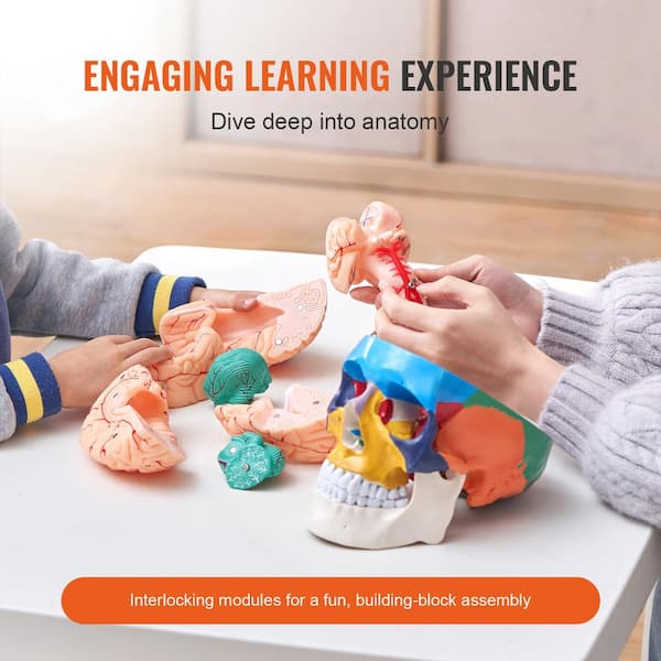 VEVOR Human Skull Model, 8-Parts Brain and 3-Parts Skull, Life