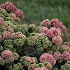 4.5 in. Qt. Rock N Grow Coraljade Stonecrop (Sedum), Live Plant, Pink Flowers and Green Foliage