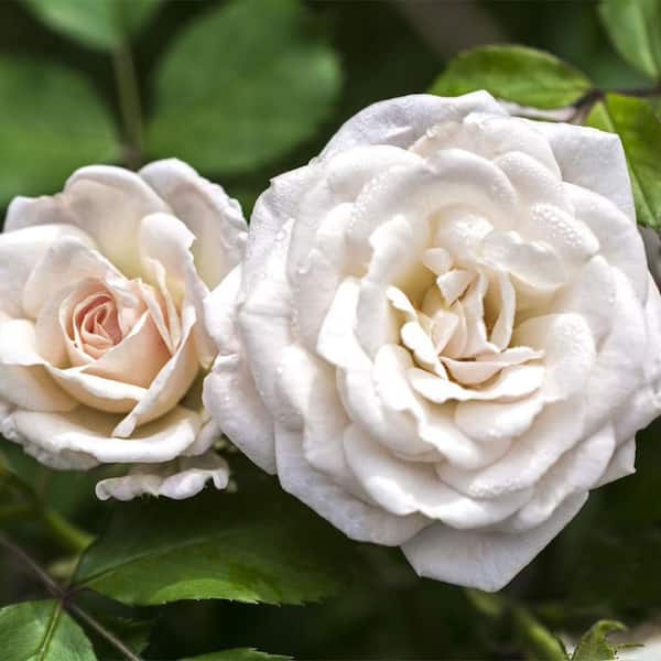 Drift 2 Gal. White Rose Plant with White Flowers 17231 - The Home