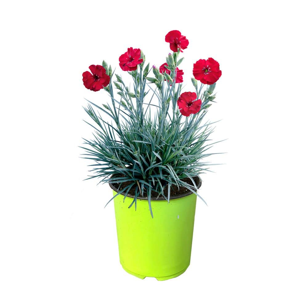 Unbranded. 1.5 Gal. Dianthus American Cherry Pie Perennial Plant