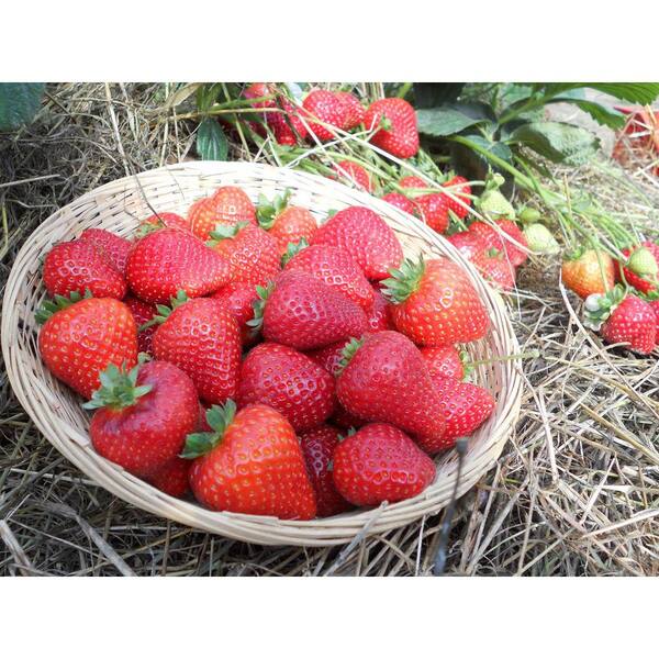 Burpee 3.5 in Burpee Fruit-Bearing Potted Strawberry Sweet Kiss