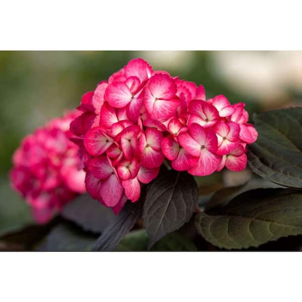 2 Gal. Eclipse Bigleaf Hydrangea Live Flowering Shrub, Intense Dark Purple Foliage with Amethyst or Cranberry Blooms