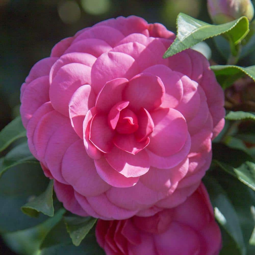 SOUTHERN LIVING 5 Gal. Early Wonder Camellia Live Shrub with