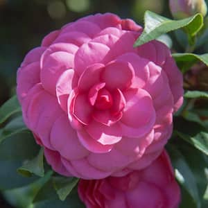 5 Gal. Early Wonder Camellia Live Shrub with Formal Pink Double Blooms