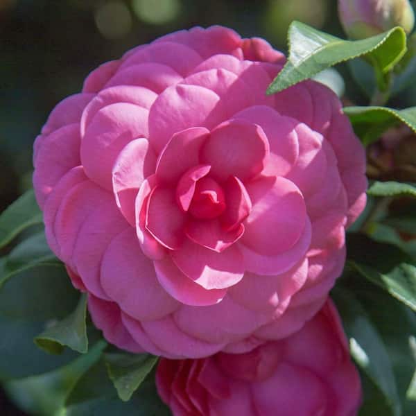 SOUTHERN LIVING 5 Gal. Early Wonder Camellia Live Shrub with Formal Pink Double Blooms
