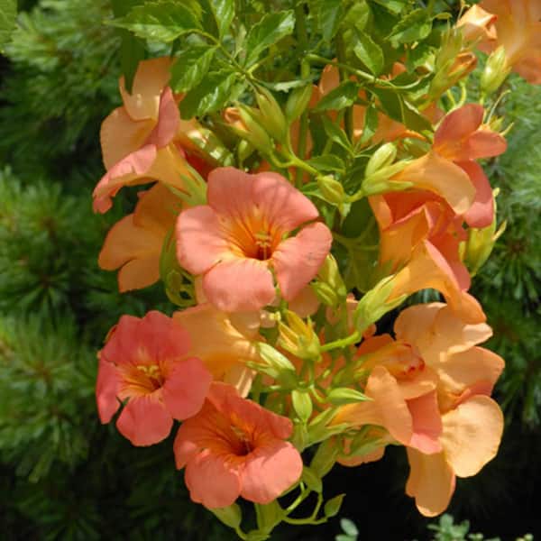 Grandiflora Orange Flowering Trumpet Vine Campsis Dormant Bare Root Deciduous Starter Shrub (1-Pack)