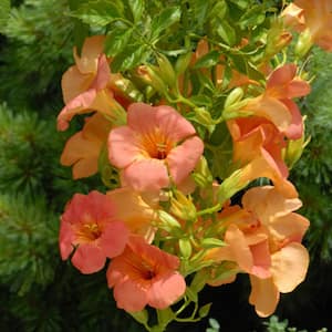 2 in. Pot Grandiflora Trumpet Vine (Campsis), Live Deciduous Flowering Plant with Orange Flowers (1-Pack)