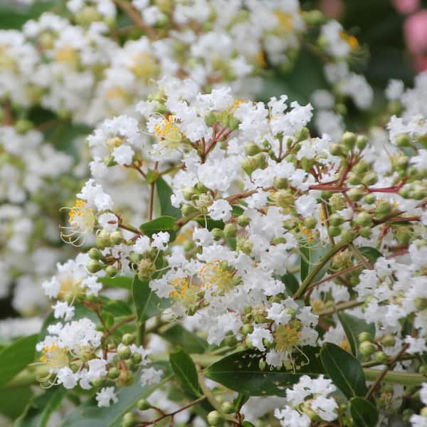 national PLANT NETWORK 3 gal. Crape Myrtle Natchez Shrub with