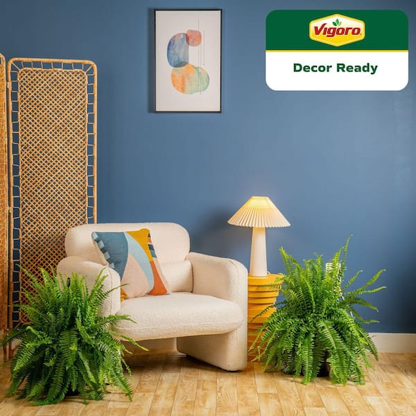 Boston Fern Indoor/Outdoor Plant in 10 in. Hanging Grower's Pot, Avg. Shipping Height 1-2 ft. Tall (2-Pack)