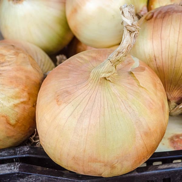 Gurney's Patterson Hybrid Onion Plants Live Bareroot Vegetable Plants (2-Bunches)