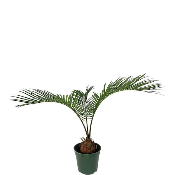 Wekiva Foliage Sago Palm-3 Live Plants in 4 in. Pots-Cycas Revoluta-Beautiful Clean Air Indoor Outdoor Houseplant