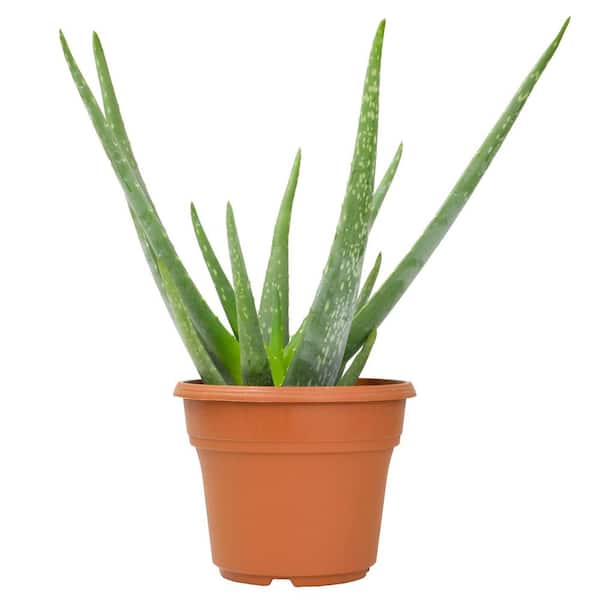 SMART PLANET Live Aloe Vera Succulent, (Approx. 15 in. Tall), 6in. Plastic Terracotta Decor, Easy Live Houseplants, Indoor Succulents