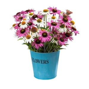 Butterfly Daisy Blend Roots (6-Pack)