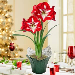 Gardens Alive! 6 in. Pot Miracle Red Flowering Amaryllis