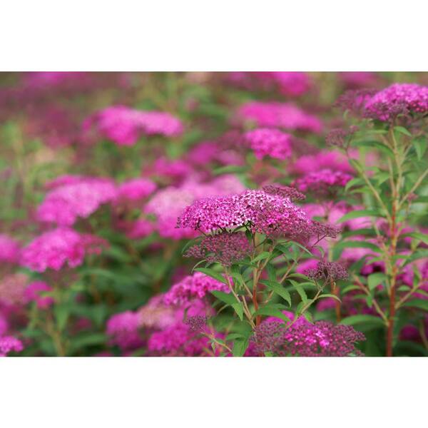 Image of Purple Spirea Bumalda shrub