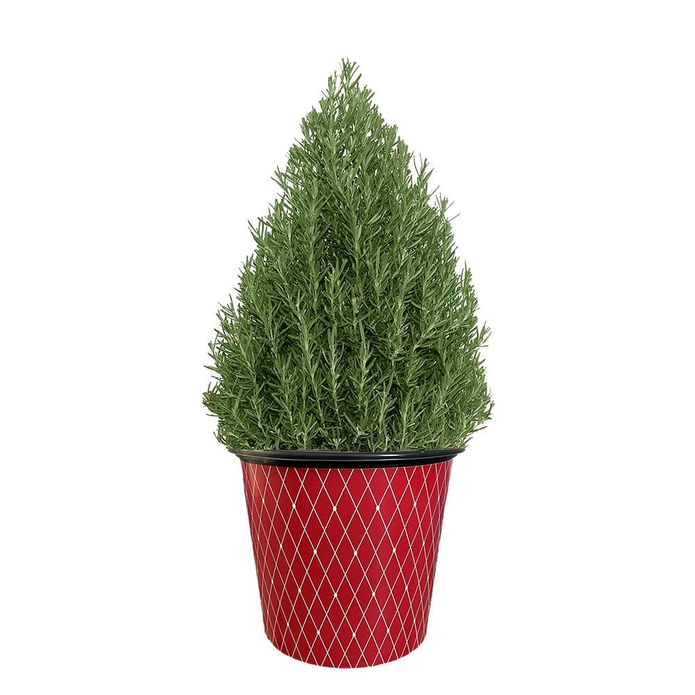 2 Gal. Rosemary Evergreen Holiday Plant in Decorative Red Pot with Pale ...