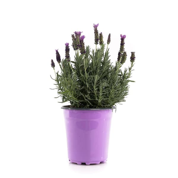 Unbranded 2.5 Qt. Lavandula Lavender Shrub