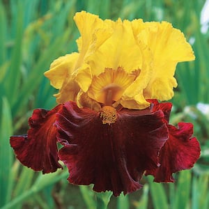 Kathy Chilton Bearded Perennial Iris, Live Bare Root Plant (1-Pack)