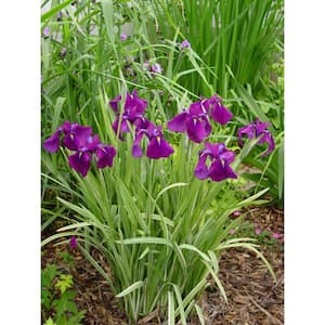 Variegated Japanese Water Iris Iris Ensata Variegata Live Plant