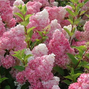 3 Gal. Vanilla Strawberry Panicle Hydrangea Shrub with Pink Flowers