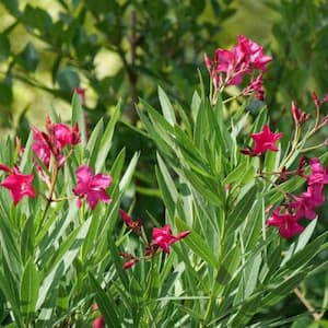 1 Gal. Austin Pretty Limits Oleander (Nerium) Live Plant, Shrub, Pink Flowers