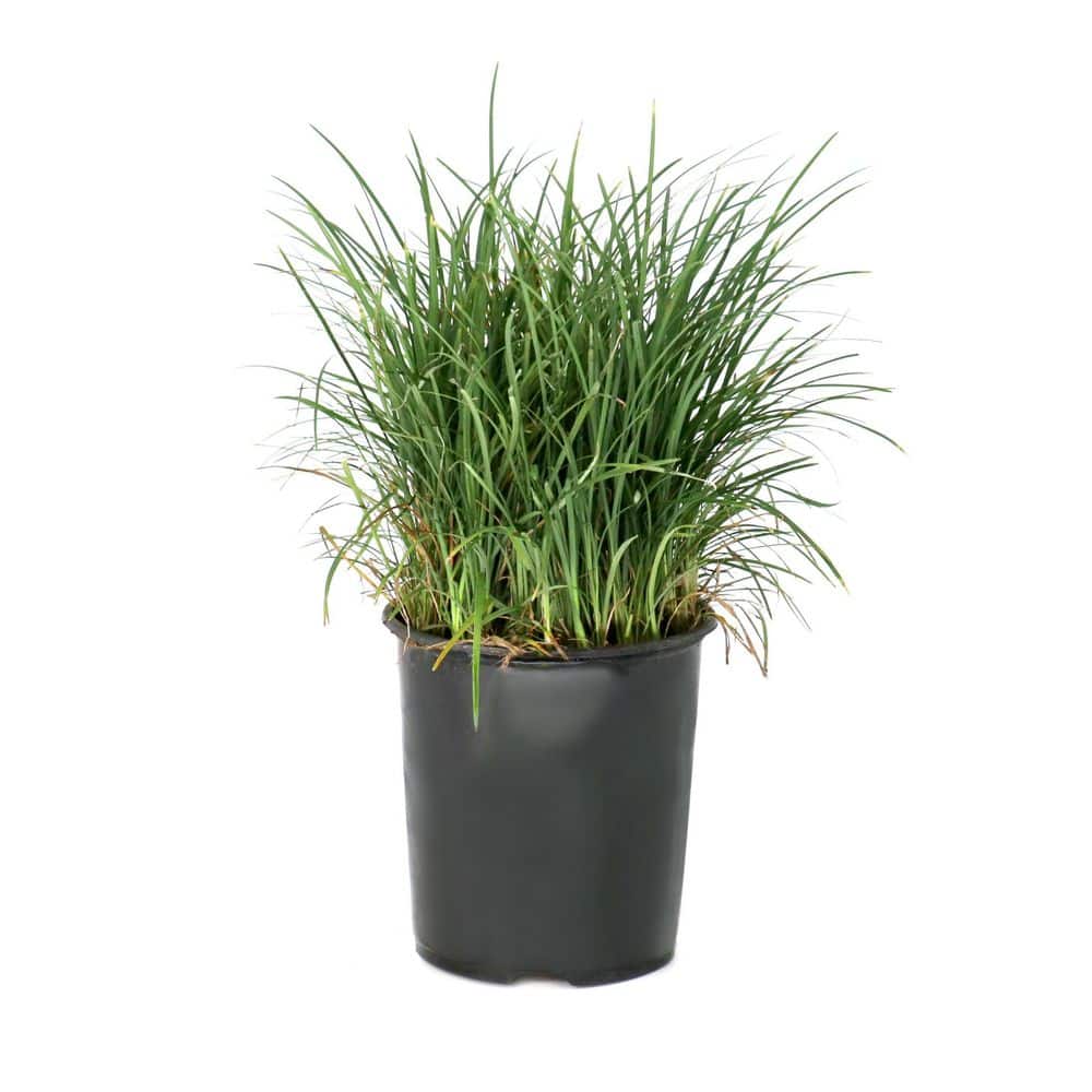 1 gal. Mondo Grass Plant price history on PriceWatchPro