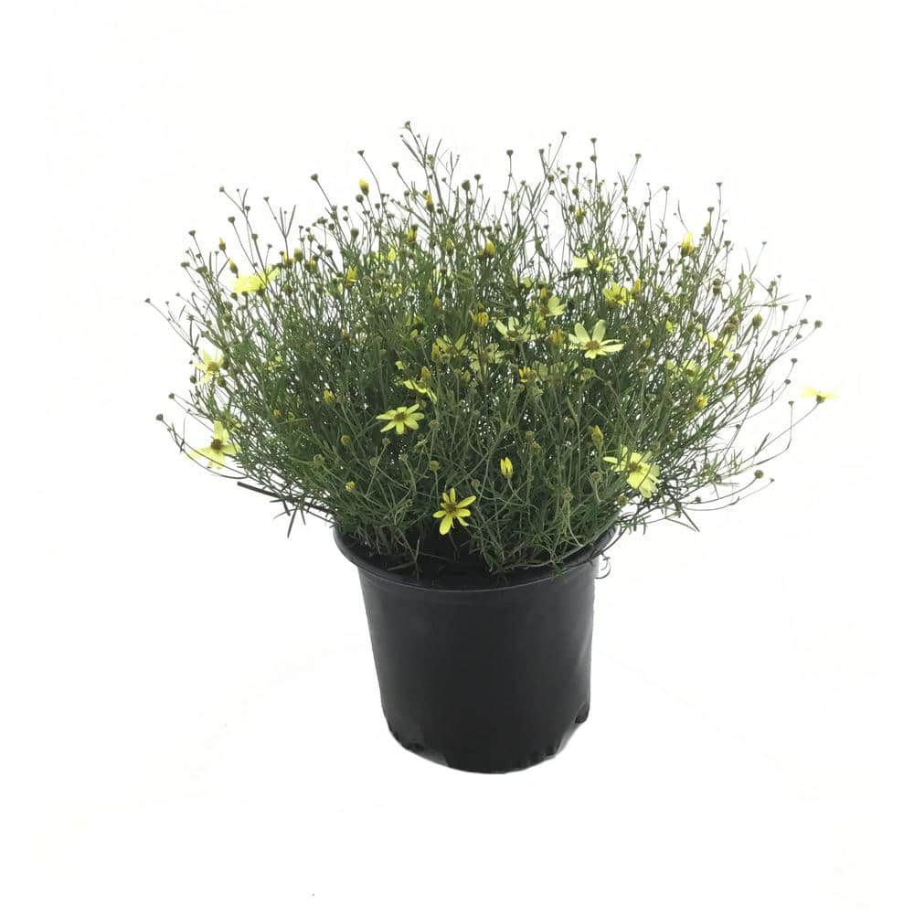 Tickseed (Coreopsis Verticillata) Moonbeam Plant