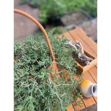 6 in. Pink Ice Plant with Pink Flowers, Indoor Succulent