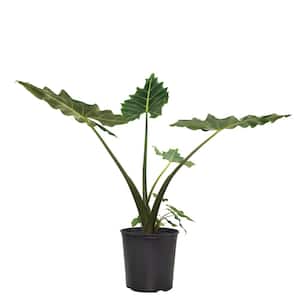 10 In. Alocasia Sarian Houseplant + "in Grower Container"