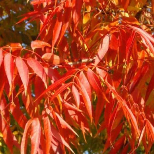 7 gal. Chinese Pistache Deciduous Shade Tree