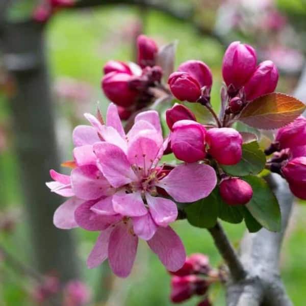 7 Gal. Profusion Crabapple Flowering Deciduous Tree with Pink Flowers