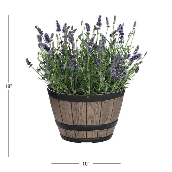 1 Gal. English Lavender Layla Blue in Decorative Planter Perennial Plant (1-Pack)